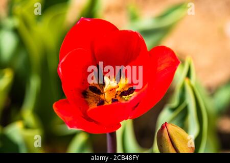 Nahaufnahme der roten Tulpenblume isoliert auf unscharfer Hintergrund. Makroaufnahme der Tulpe. Stockfoto