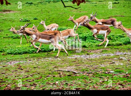 Eine Herde von springenden schwarzen Bock, in lateinischer Antilope cervicapra Stockfoto