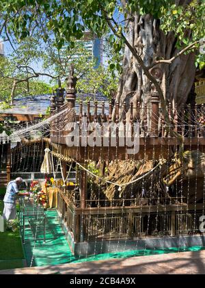 dh Gangaramaya Buddhistischer Tempel COLOMBO STADT SRI LANKA Tempel Bodhi Baumschrein Stockfoto