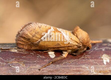 Orangener Falter (Triodia sylvina) Stockfoto