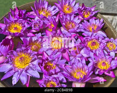 dh Blauer Stern Seerose Blumen COLOMBO STADT SRI LANKA Tempel Gebet Angebote nymphaea stellata nationalen Blume Lillies Tempel Stockfoto