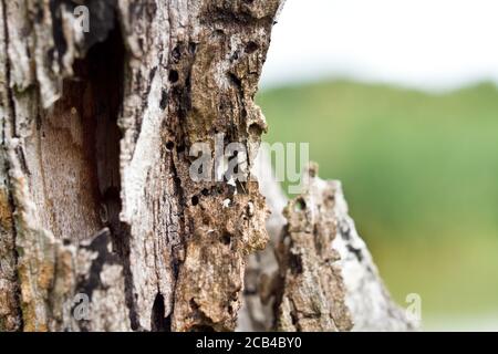 Ein Vogel, der auf einem Felsen neben einem Baum sitzt Stockfoto