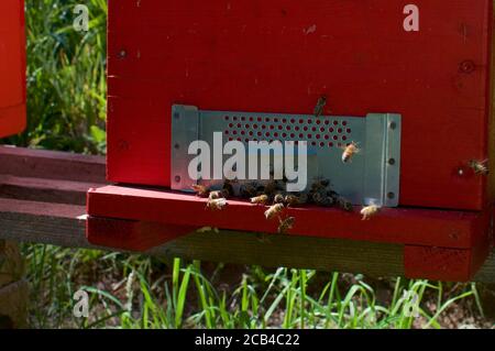 Blick auf einen roten Bienenstock Eingang mit vielen Bienen fliegen In der Nähe Stockfoto