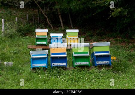 Blick auf einige bunte Bienenstöcke in der Nähe eines Waldes im Capriasca-Tal im Kanton Tessin, Schweiz Stockfoto