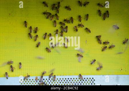 Blick auf einen gelben Bienenstock Eingang mit vielen Bienen Herumfliegen Stockfoto