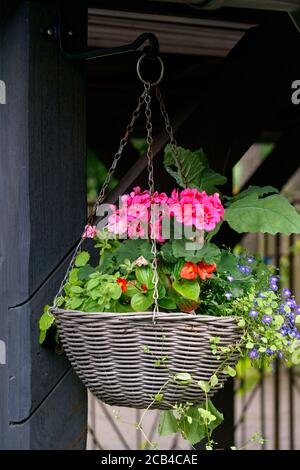 Hängender Blumentopf mit rosa Geranie und blauer Logelie. Stockfoto