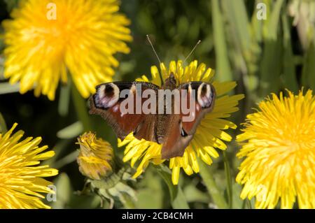 Pfauenschmetterling (Inachis io) auf den Blüten des Delons Stockfoto