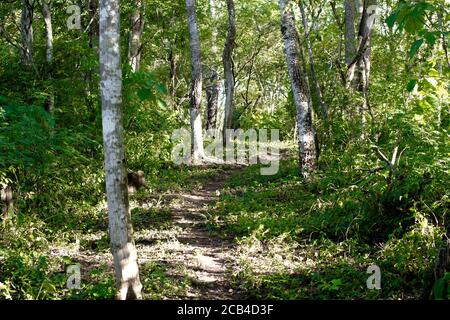 Ein Baum in einem Wald in bolivien Stockfoto