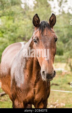 Ein nasses Pferd mit Regentropfen, die auf Fell herunterlaufen. Ein Pferd, das bei einem Regenschauer auf einer grünen Weide steht. Stockfoto