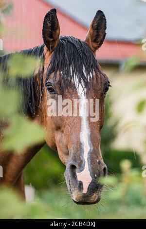 Ein nasses Pferd mit Regentropfen, die auf Fell herunterlaufen. Ein Pferd, das bei einem Regenschauer auf einer grünen Weide steht. Stockfoto