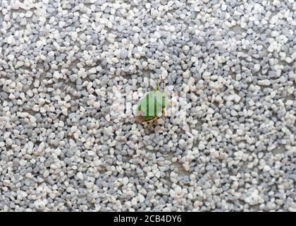 Grüner Käfer an einer grauen Wand. Kleiner grüner Stinkkkäfer auf grauer Oberfläche. Stinkender grüner Käfer (Schildwanzen) Acanthosomatidae Stockfoto