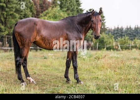 Ein nasses Pferd mit Regentropfen, die auf Fell herunterlaufen. Ein Pferd, das bei einem Regenschauer auf einer grünen Weide steht. Stockfoto