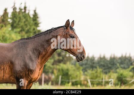 Ein nasses Pferd mit Regentropfen, die auf Fell herunterlaufen. Ein Pferd, das bei einem Regenschauer auf einer grünen Weide steht. Stockfoto