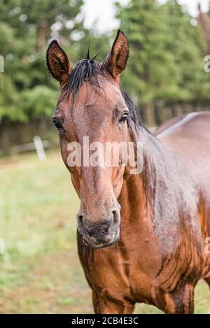 Ein nasses Pferd mit Regentropfen, die auf Fell herunterlaufen. Ein Pferd, das bei einem Regenschauer auf einer grünen Weide steht. Stockfoto