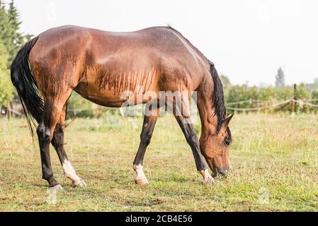 Ein nasses Pferd mit Regentropfen, die auf Fell herunterlaufen. Ein Pferd, das bei einem Regenschauer auf einer grünen Weide steht. Stockfoto