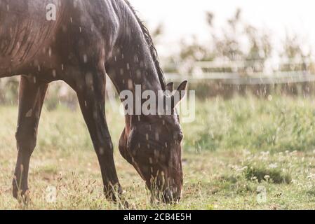 Ein nasses Pferd mit Regentropfen, die auf Fell herunterlaufen. Ein Pferd, das bei einem Regenschauer auf einer grünen Weide steht. Stockfoto