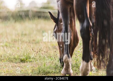 Ein nasses Pferd mit Regentropfen, die auf Fell herunterlaufen. Ein Pferd, das bei einem Regenschauer auf einer grünen Weide steht. Stockfoto