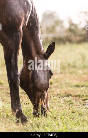 Ein nasses Pferd mit Regentropfen, die auf Fell herunterlaufen. Ein Pferd, das bei einem Regenschauer auf einer grünen Weide steht. Stockfoto