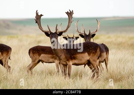 Damwild - Damwild. -Dama dama - schöne natürliche Grasland mit Tieren. Stockfoto