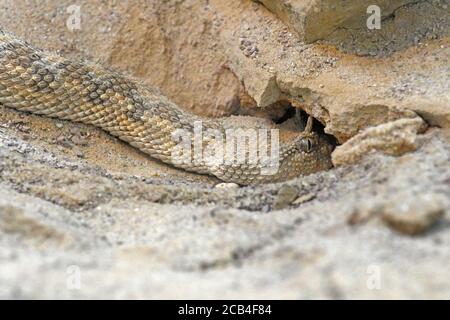 Sahara-Hornviper, Cerastes cerastes Stockfoto