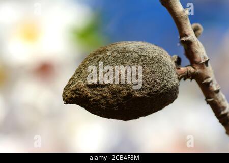 Mandeln auf Baum Stockfoto