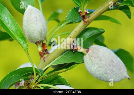 Mandeln auf Baum Stockfoto