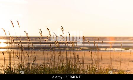 Strand trockenes Gras, Schilf, Stiele weht in den Wind bei goldenen Sonnenuntergang Licht, verschwommenes Meer auf dem Hintergrund Stockfoto