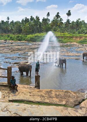 dh Elefant Waisenhaus PINNAWALA SRI LANKA Baden Zeit Herde Elefanten im Fluss sprühen Wasser Spray waschen Gießloch Stockfoto