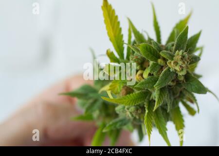 Nahaufnahme männliche Hand hält Beule Cannabispflanze. Konzept Farm Marihuana Plantage. Dose von Cannabis Knospen CBD. Stockfoto