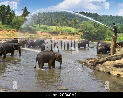 dh Elefant Waisenhaus PINNAWALA SRI LANKA Baden Zeit Herde Elefanten im Fluss sprühen Wasser Loch Spray waschen Stockfoto
