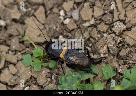 Weibliches Felddickicht (Gryllus campestris) Stockfoto