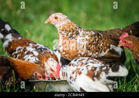 Hühnergruppe der Rasse 'Stoapiperl', eine vom Aussterben bedrohte Rasse aus Österreich