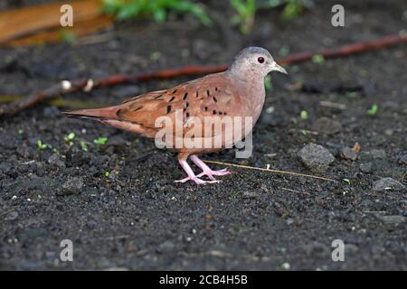 Ruddy-Erdtaube - Columbina talpacoti, Stockfoto