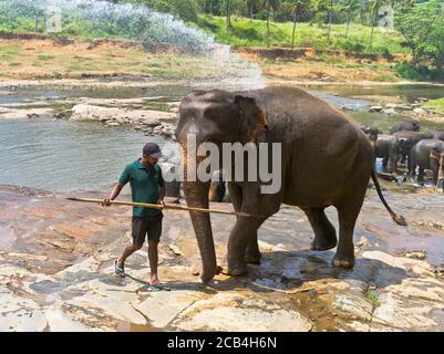dh Elefanten Waisenhaus PINNAWALA SRI LANKA Sri lanka Keeper Führung Elefant Gießloch Herde asiatische Mann Stockfoto