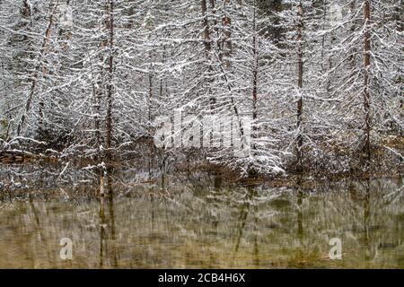 Frischer Schnee auf toten Bäumen, die einen kleinen Teich umgeben, Banff National Park, Alberta, Kanada Stockfoto