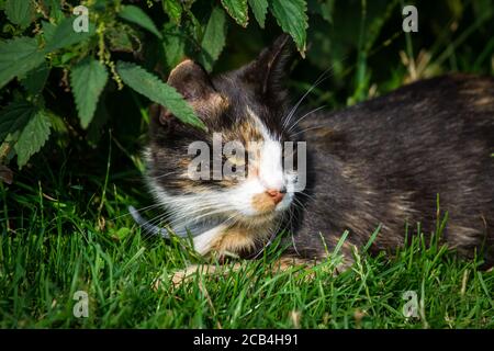 Tortoiseshell Bauernhof Katze liegt im Garten Stockfoto