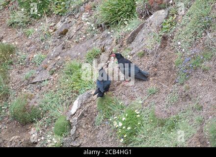 Ein Paar Äste (Pyrrhocorax pyrrhocorax), die auf Küstenklippen Futter Stockfoto