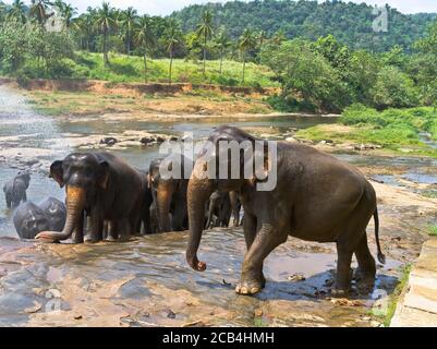 dh Elefant Waisenhaus PINNAWALA SRI LANKA Baden Zeit Herde Elefanten in Fluss Wasser Wasserloch Stockfoto
