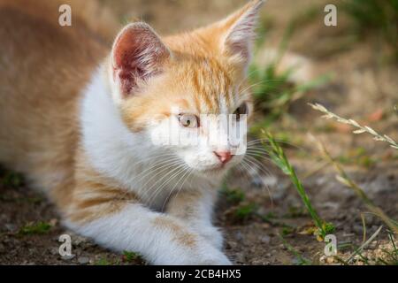 Junge rote Katze liegt in der Sonne Stockfoto
