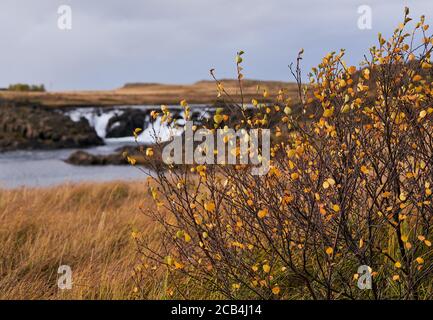 Kleine Bäume in Herbstfarben am Fluss mit landschaftlich reizvollen Wasserfall im Hintergrund auf der Halbinsel Snaefellsnes in Westisland am bewölkten Tag im Octo Stockfoto