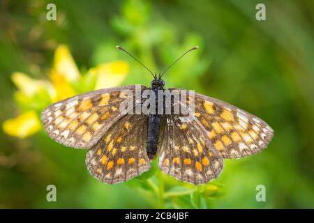 Fritillär, weiblich (Melitaea phoebe) Stockfoto