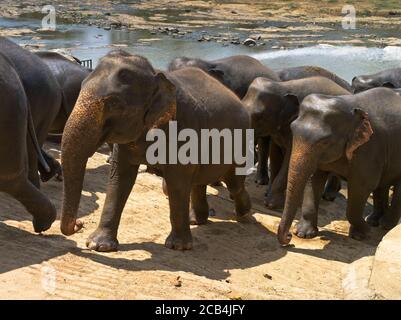 dh Elephas maximus maximus PINNAWALA SRI LANKA Sri Lanka Elefanten Seitenansicht auf Nahaufnahme zusammen Elefantenwaisenhaus Stockfoto