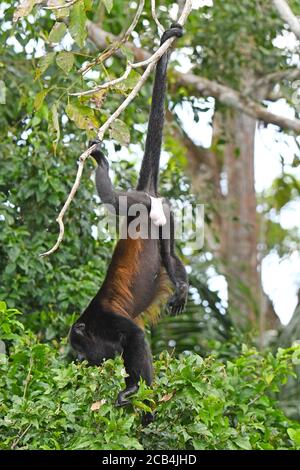 Brüllaffe in Costa Rica Stockfoto