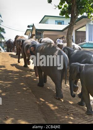 dh Elephant Waisenhaus PINNAWALA SRI LANKA Herde Elefanten Parade Linie verlassen Badezeit asien Stockfoto
