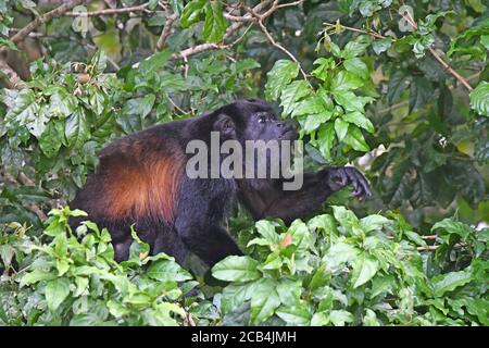 Brüllaffe in Costa Rica Stockfoto