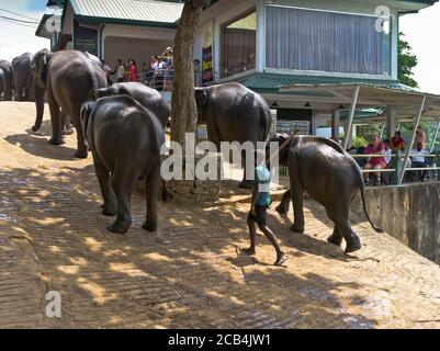 dh Elephant Waisenhaus Parade PINNAWALA SRI LANKA Touristen beobachten Herde Von Elefanten Linie touristischen Urlaub Menschen asiatischen Tourismus Stockfoto
