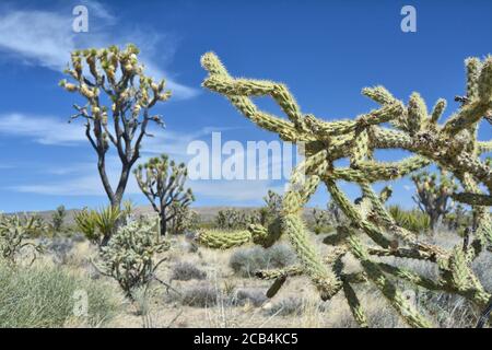 Cholla Kaktus und Joshua Baum (Yucca brevifolia) wächst auf Mojave Dessert in Kalifornien, USA. Stockfoto