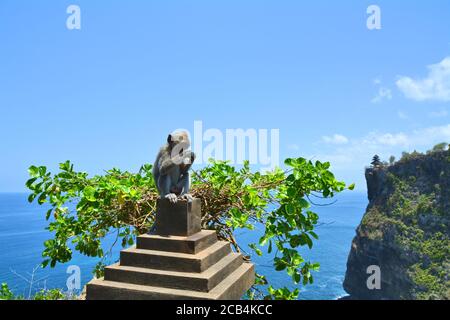 Makaque Affe, der Obst im Uluwatu-Tempel in Bali, Indonesien, isst Stockfoto