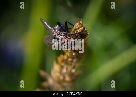 Hundefliege, Stallfliege, Stallfliege (Stomoxys calcitrans) Stockfoto