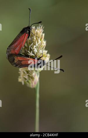 Ein Paar paart transparente Burnett-Motten, Zygaena puralis Stockfoto